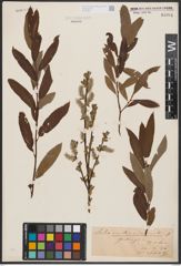 Salix aurita L. x Salix viminalis L.